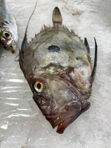 fish for sale in the market on ice. peter rooster, john dory or peter's fish. - dory imagens e fotografias de stock