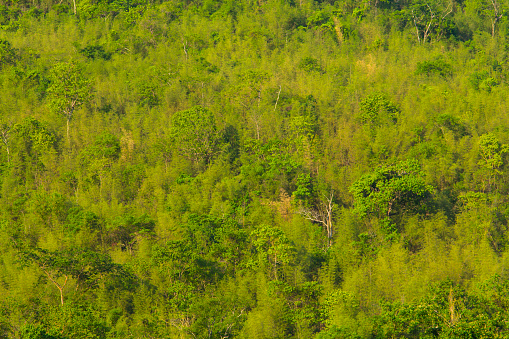 Rivers and bamboo forests that look beautiful in nature are the sights for taking photos on the train. conservation of nature And ecotourism is a tourist attraction in Kanchanaburi.
