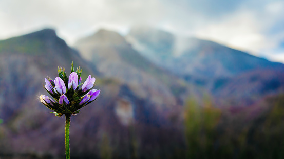 wild flower in the desert at dawn with a few drops of dew on the petals, with the mountains behind in the background