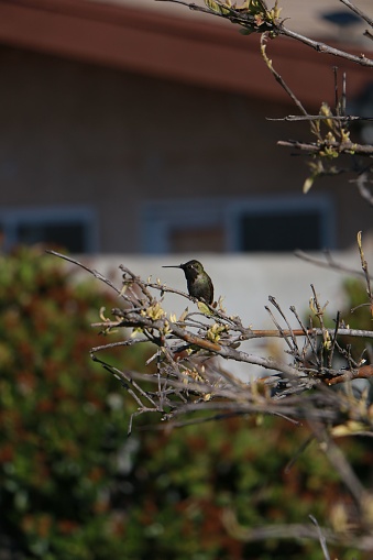 A hummingbird perched on a tree branch with a house in the background