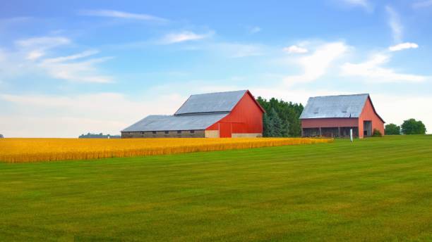 istock Red Barn with wheat field- Tipton County, Indiana 1580571294