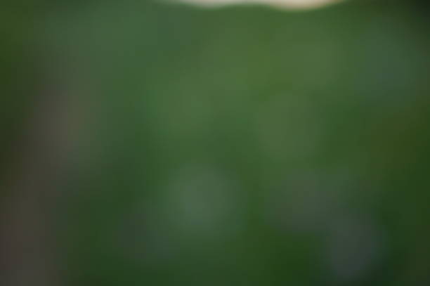 istock Blurred background. Blooming wildflowers. Natural background. 1580577829