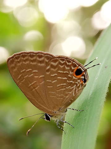 Jamides celeno, common cerulean, is a small butterfly found in the Indomalayan realm belonging to the lycaenids or blues family.  This species was first described by Pieter Cramer in 1775.