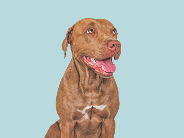istock Cute brown dog. Isolated background. Close-up, indoors 1580586845