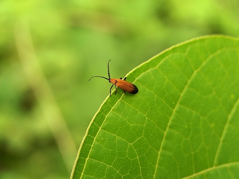 Flame-colored beetle on a leaf.