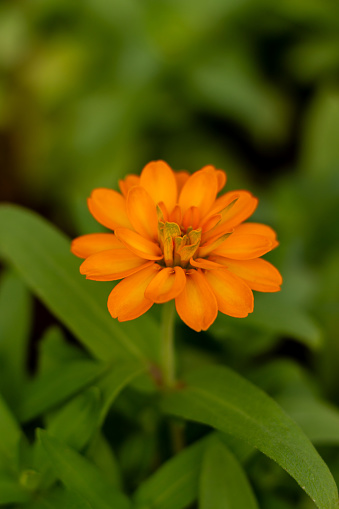 Orange flower on blur natural green background