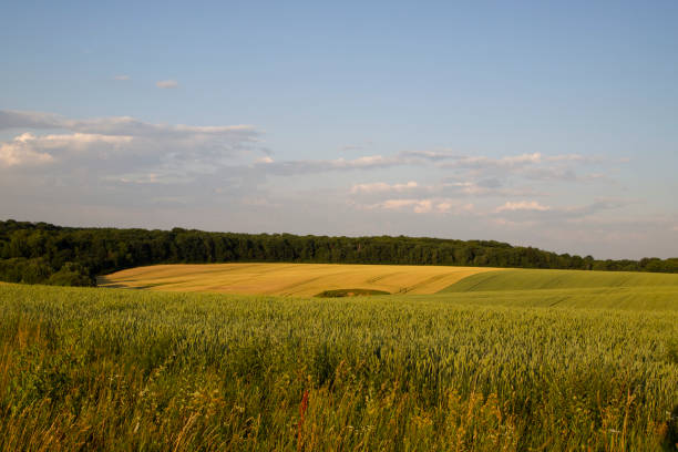 istock Grains field nature scene 1580609222