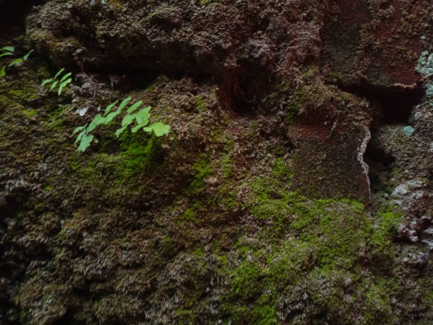 istock green mossy wall for background or wall old background 1580609224