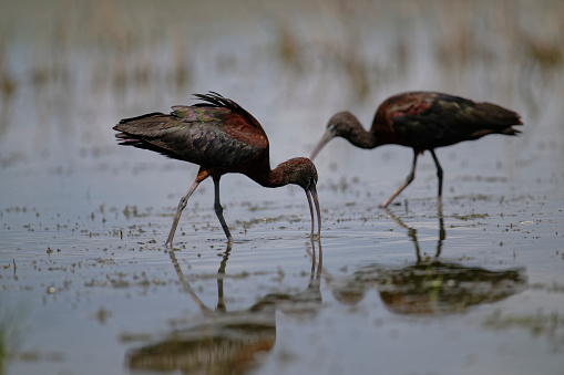 Glossy ibis feeding in the swamp