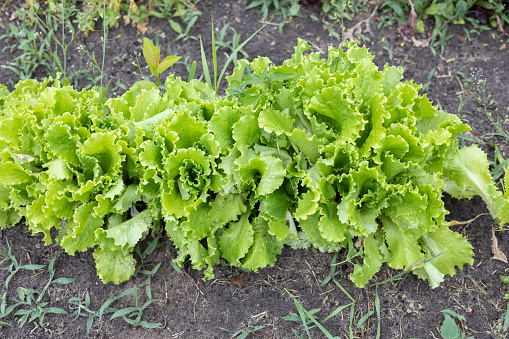 Bushes of green lettuce in a garden bed. After a summer rain, juicy green lettuce leaves are covered with drops of water. Fresh vitamin-rich leaf lettuce in the garden..