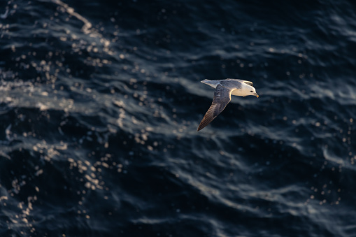 Fulmar sea bird soaring low over the sea