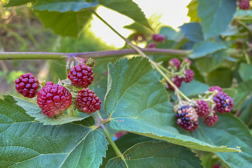 Ripe blackberries on a branch in the garden. close-up