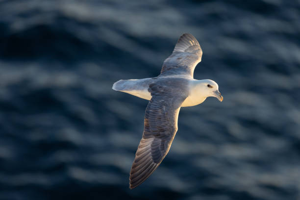Fulmar sea bird soaring low over the sea