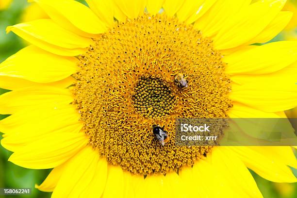 Due Api Su Un Girasole Testa - Fotografie stock e altre immagini di Ambientazione esterna - Ambientazione esterna, Animale, Ape