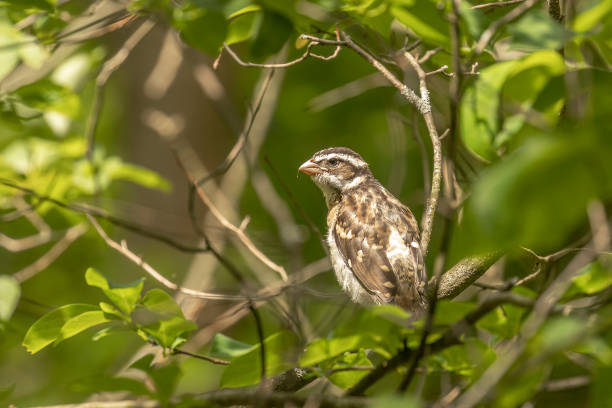 istock Rose-breasted Grosbeck fledgling waits for its meal while perched on a tree branch 1580625760