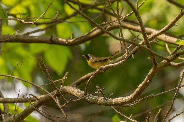 istock Male Common Yellow-throat with a bug perched on a tree branch 1580626889