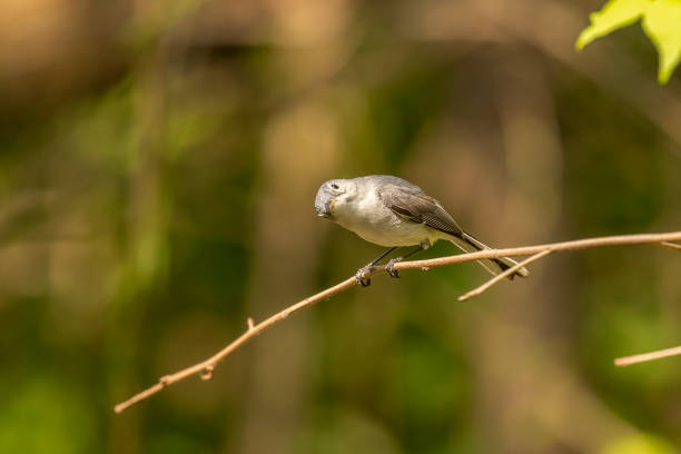 istock Blue-gray Gnatcatcher looks for bugs while perched on a tree branch 1580627422