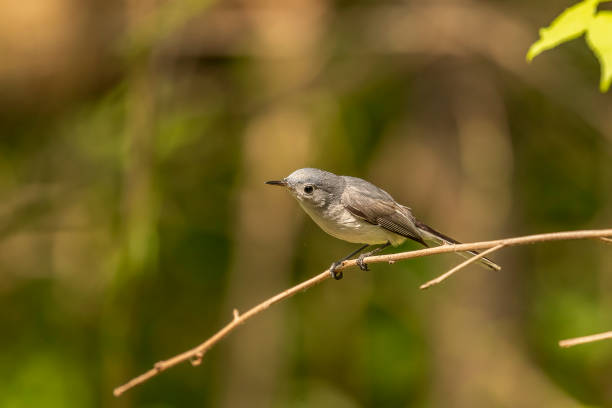 istock Blue-gray Gnatcatcher looks for bugs while perched on a tree branch 1580627445