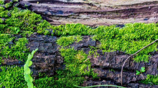 istock mossy wood texture as a background 1580631106