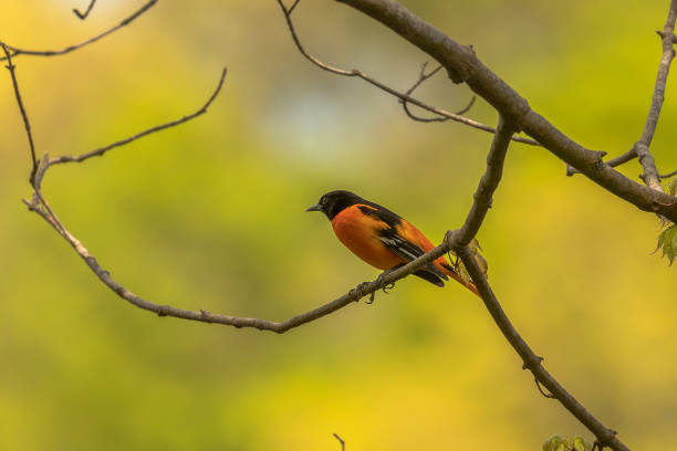 A Village Weaver bird is seen building a nest with grass blades in this photo.  The bird is pulling the strand of grass over another strand, making a knot.  The nest is at the end of a branch. The focus and colors on the bird are sharp and vibrant.