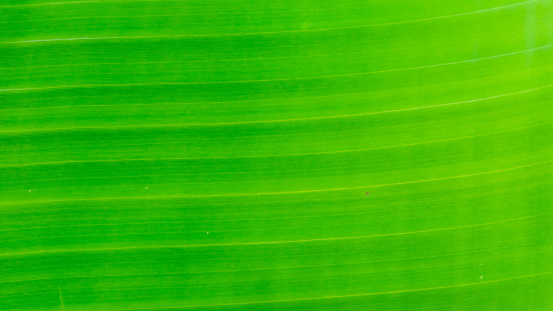 banana leaf texture as background