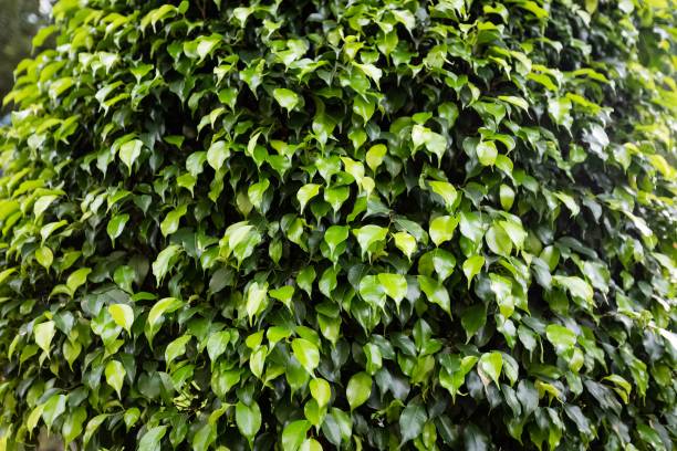 a bush has many leaves growing around it with a sky background