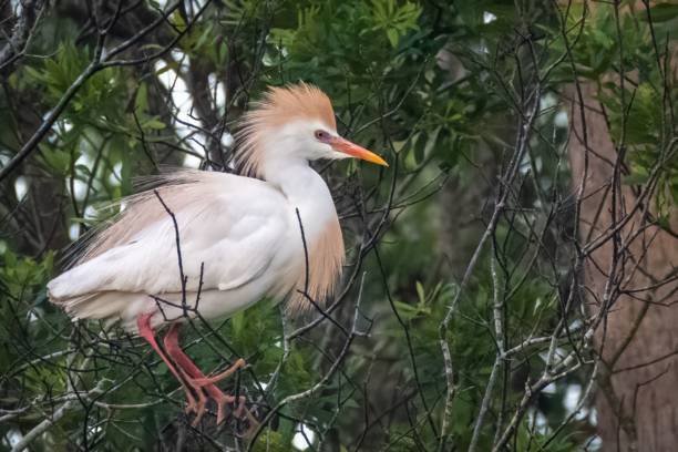 istock Closeup of a vibrant Cattle egret perched on a tree on a sunny day 1580667421