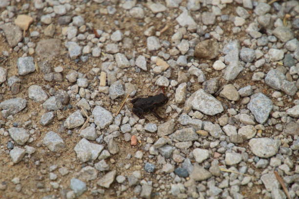 istock Froglet on gravel 1580670043