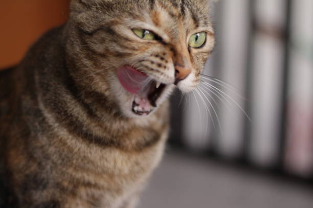 istock Cat with the tongue 1580670567