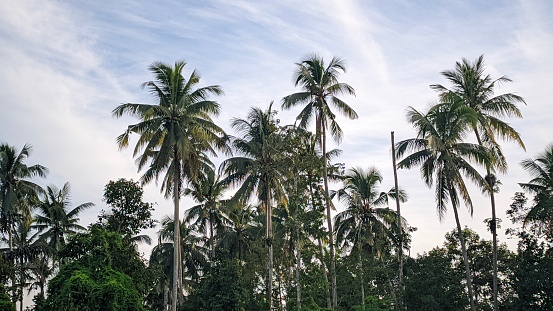 a row of coconut trees against a background of sky and white clouds