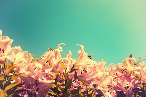 Flowering white and rose lilies against blue sky with the sun