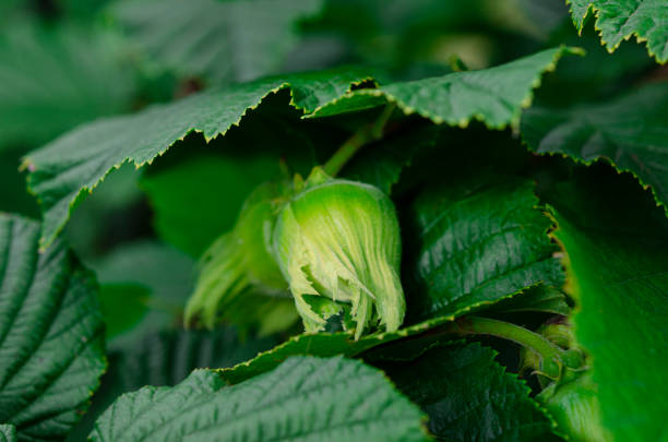 Hazelnut. Nuts. Large hazelnuts grow in the forest on a green bush.