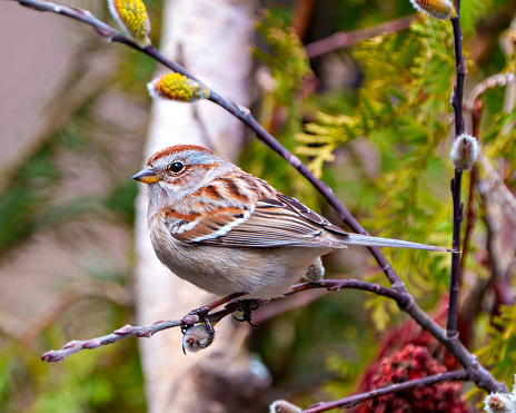 American Tree Sparrow close-up side view perched with forest background in its environment and habitat surrounding. Sparrow Picture.