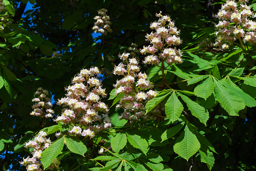 flowering horse chestnut tree Aesculus hippocastanum in summer park