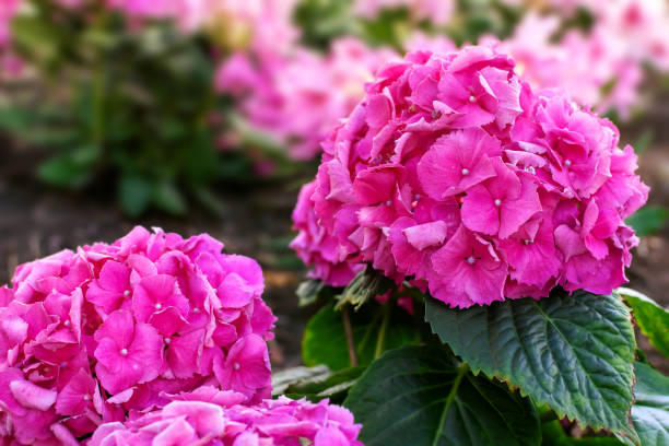 istock pink blooming flower Hydrangea macrophylla in summer in the garden 1580704723