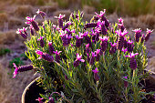 purple lavender flowers in the evening sun
