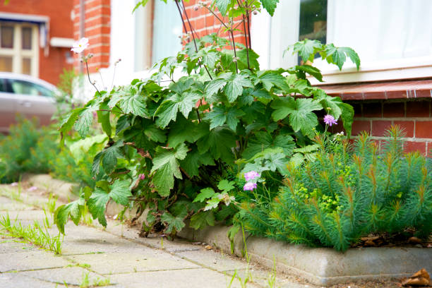istock Green wall garden. Green facade garden on a red brick wall 1580710201