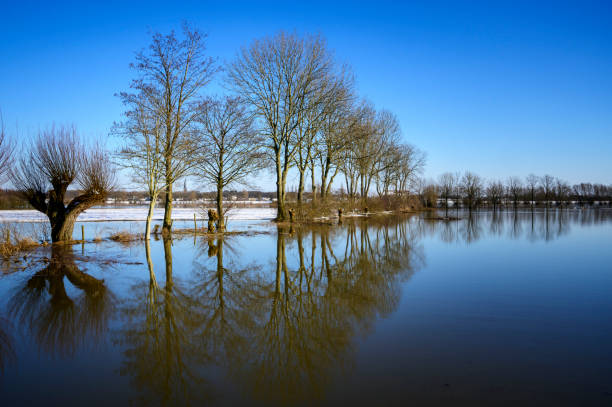 Treeline with reflection in the flooded flood plain of the River IJssel, during winter, Netherlands.