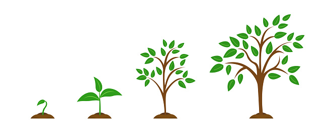 The stages of plant growth from a green leaf to an adult tree. Set vector illustrations with phases plant growth. Flat style. growing tree. Concept grow.