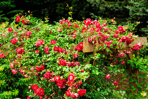 Rambling rose on top of a wooden pergola.