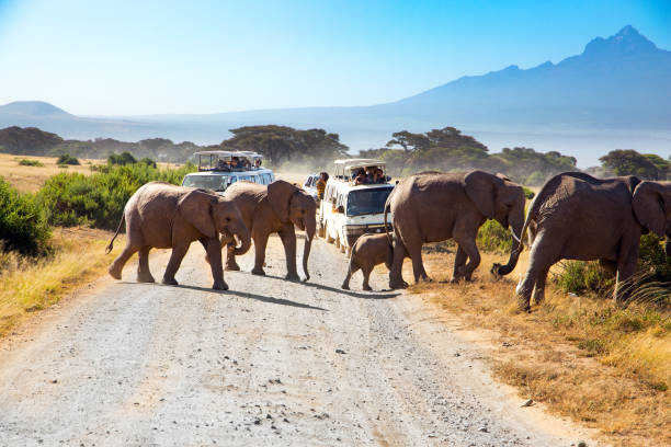 istock Herd of African elephants 1580730062