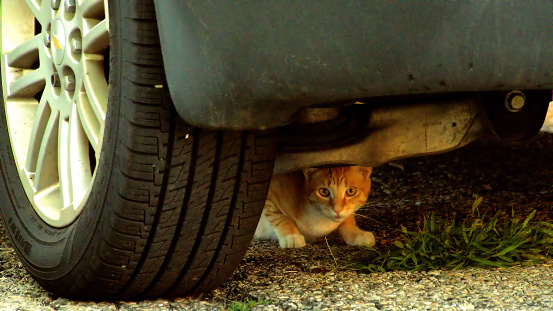 Stray domestic cat peeking out from and hiding underneath an automobile.