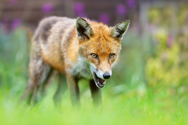 istock Red fox standing on green grass in summer 1580732772