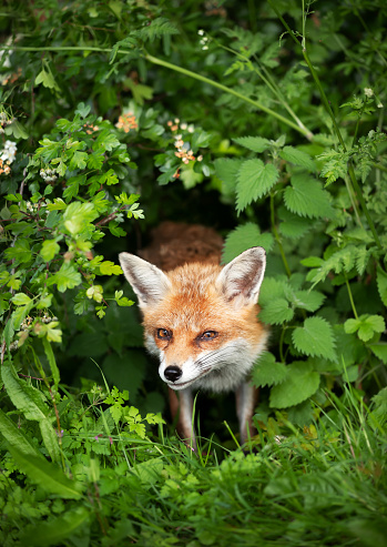 Close-up of a Red fox (Vulpes vulpes) in a forest, UK.