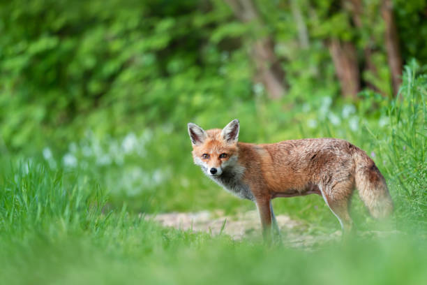 istock Close-up of a Red fox in green grass 1580733294