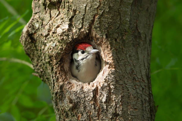 istock Great spotted woodpecker juvenile sitting in a nest in spring 1580733316