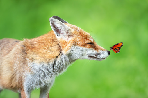 Close-up of a Red fox (Vulpes vulpes) in a meadow with a butterfly sitting on a nose in summer, UK.