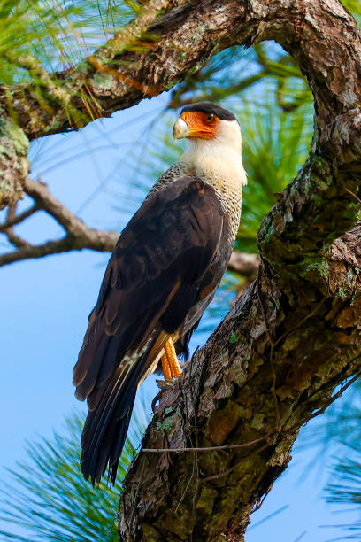 crested caracara at Dinner Island Ranch stock photo