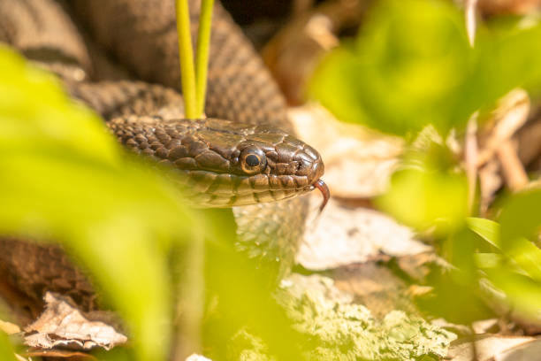 istock Brown Water Snakes in a breeding ball 1580738202