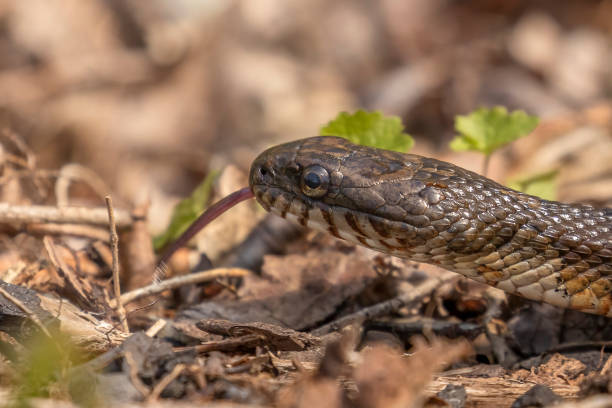 istock Brown Water Snake moves along the ground 1580738368